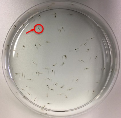 Zebrafish Embryos in a Laboratory Petri Dish