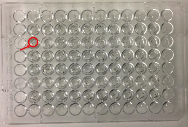 Figure 2. - Zebrafish Embryos in a 96 Round Bottom Well-plate